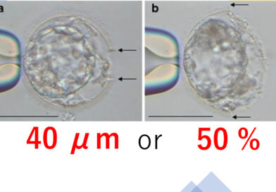 移植時の透明帯開口のサイズによる妊娠率変化